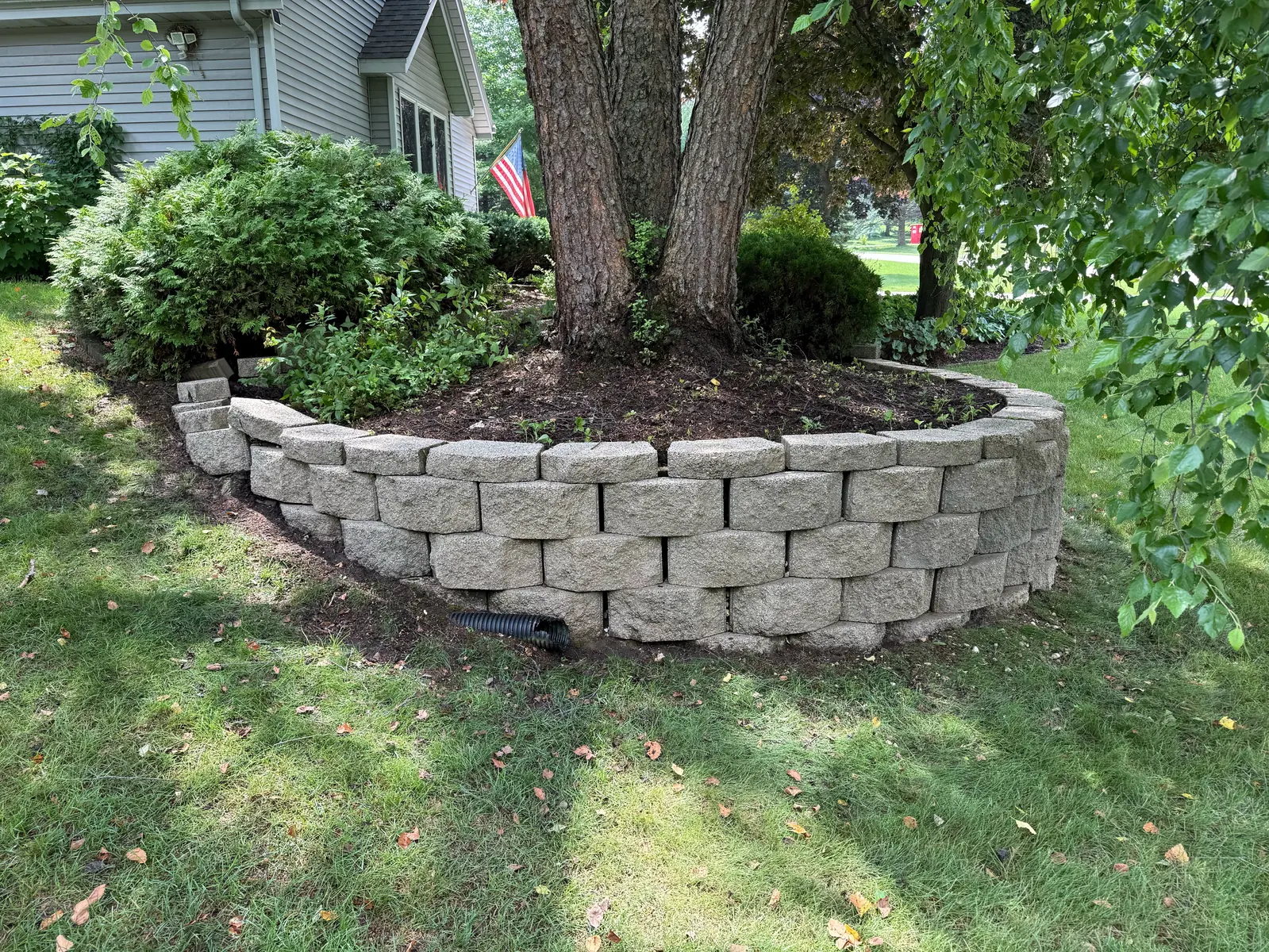 The long retaining wall after cleaning, caps clear and the hydrangeas alongside it undamaged