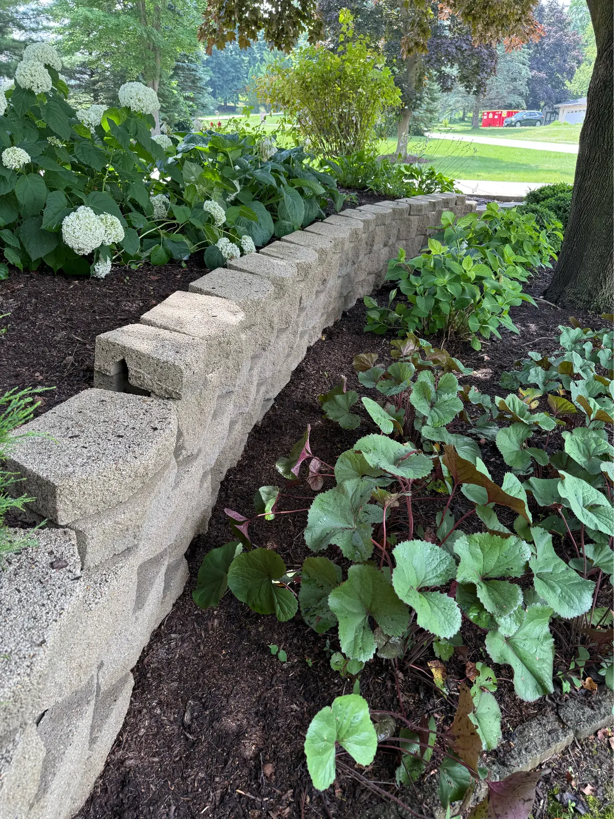The wall around the tree after cleaning, cap stones back to bare block