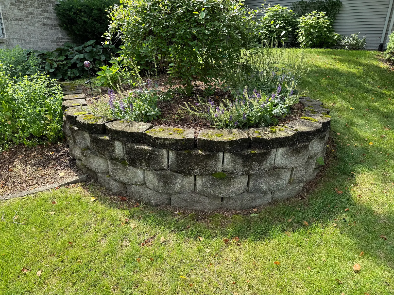 Curved raised bed wall before cleaning, moss and algae across the caps and down the block faces