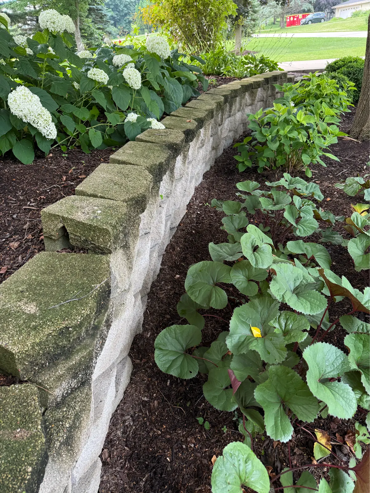 Long retaining wall at a Waukesha home before cleaning, moss covering the cap stones along its full length