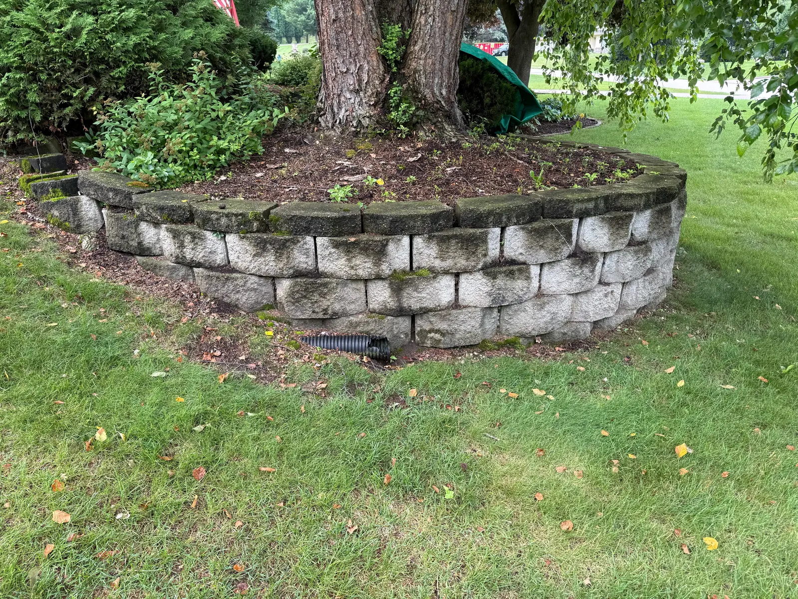 Retaining wall around a mature tree before cleaning, growth darkening the cap stones