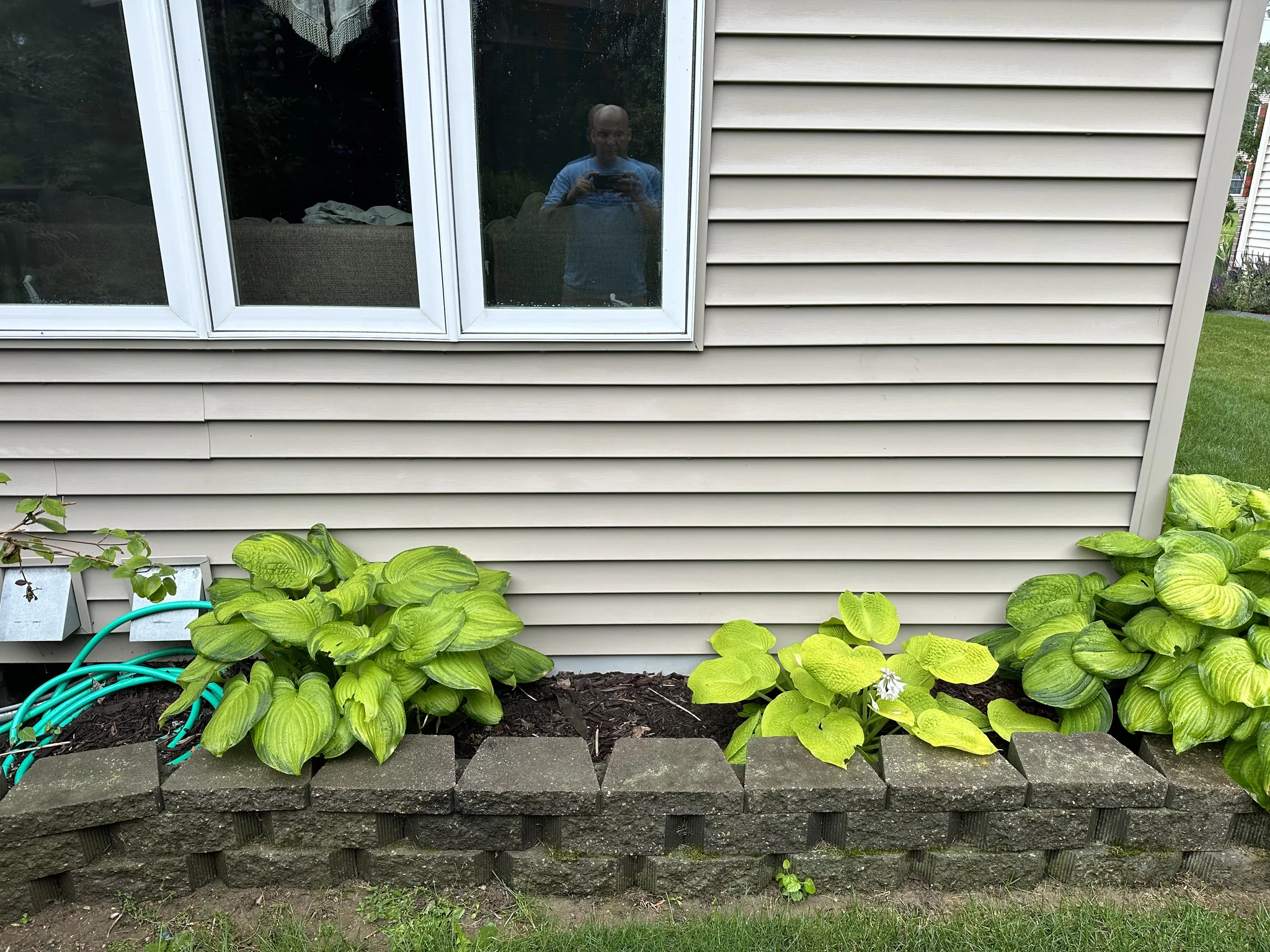 The wall below the window after washing, siding clean and the hostas untouched