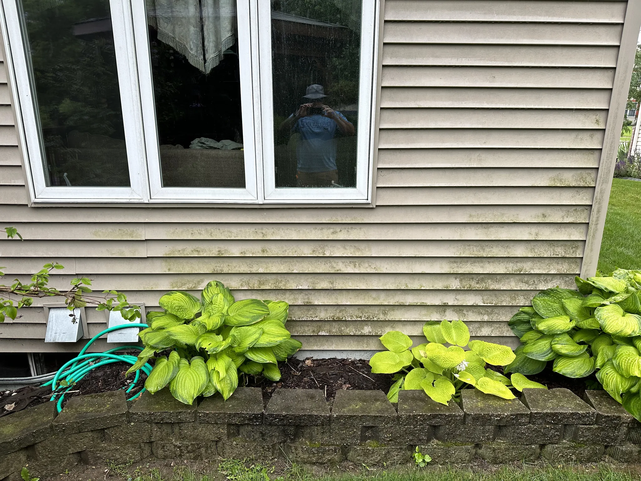 Siding below a window before washing, algae banding running the length of the wall above a hosta bed